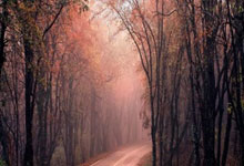 [NBA]六人得分上双 鹈鹕主场力克黄蜂.